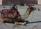 Kamele, hier ein tierisches Fotomodel aus Marocco.