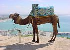 Kamele sind die teuersten Taxis bei der Medina.